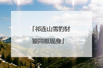 祁连山雪豹豺狼同框现身